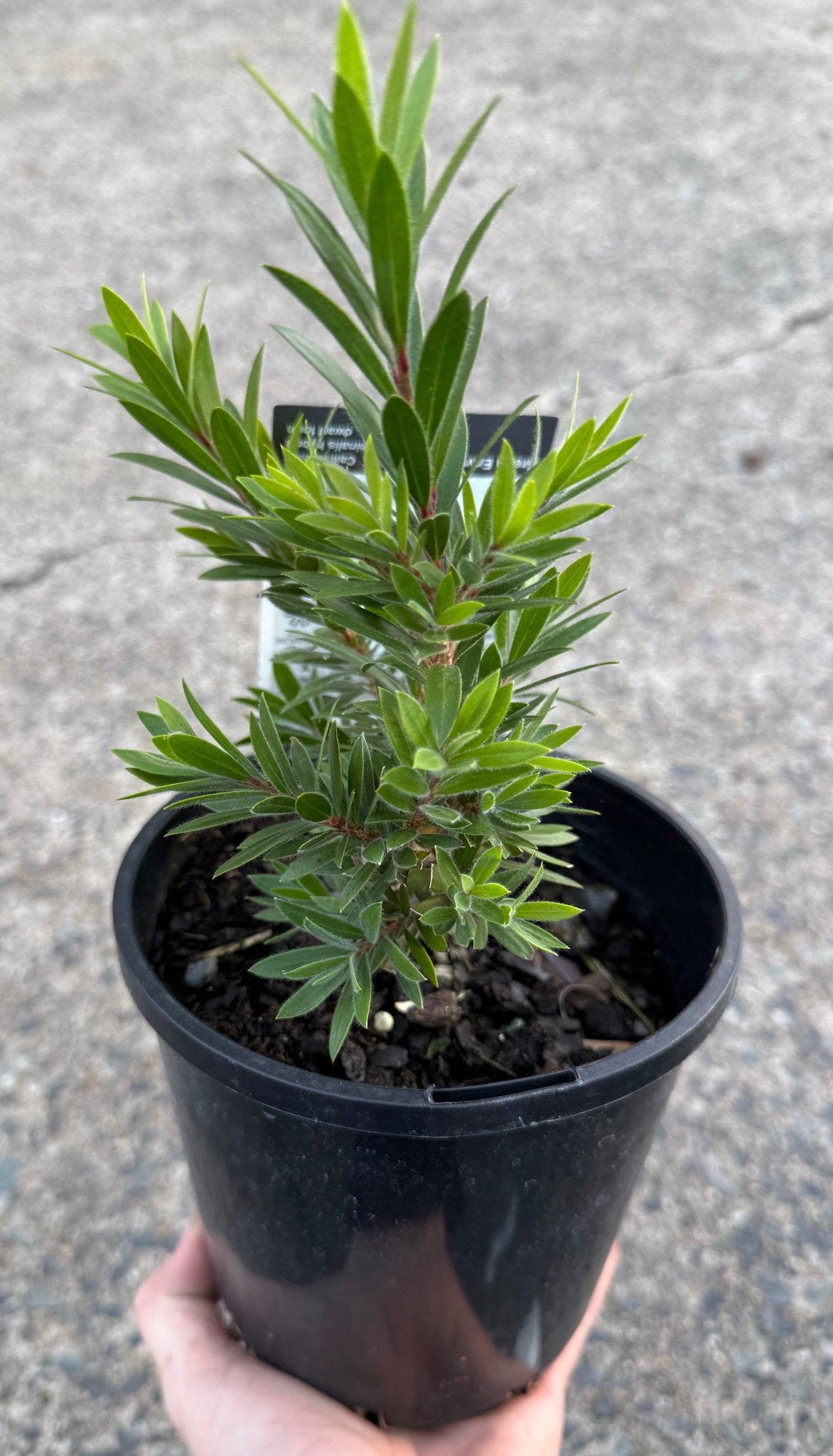 Green Envy (Callistemon viminalis) - Ladybird Nursery