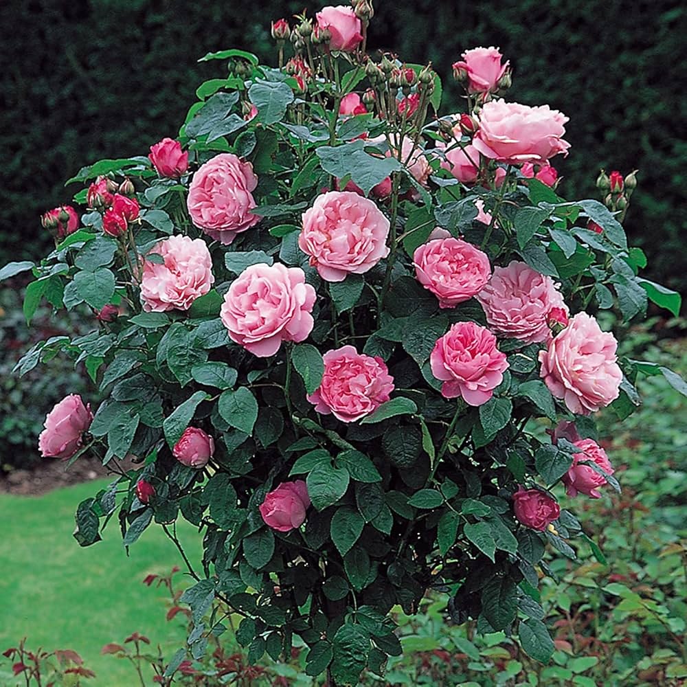 Rose Mary 3 ft Standards (Rosa) - Ladybird Nursery