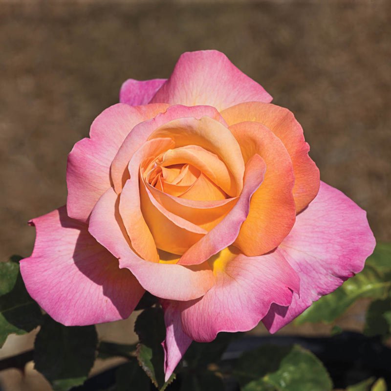 Rose Chicago Peace (Rosa) - Ladybird Nursery