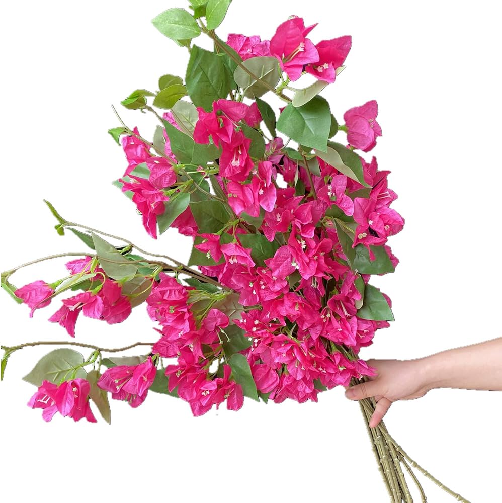 Bougainvillea Treasure (Bougainvillea glabra)