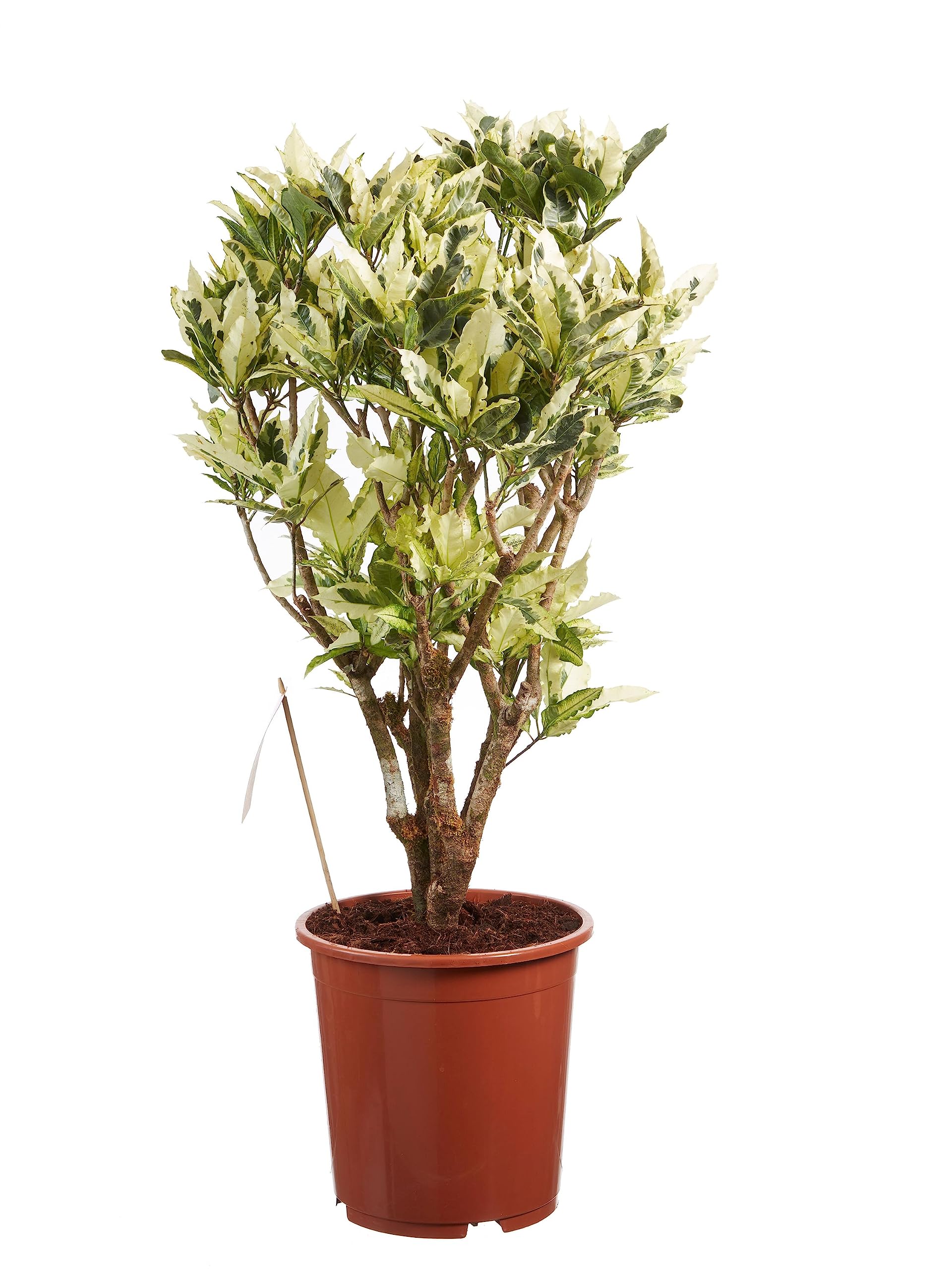 Croton Tamara (Codiaeum variegatum)