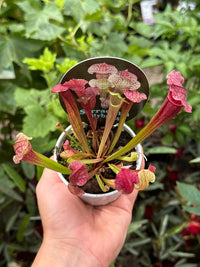 Pitcher Plant (Sarracenia Hybrids) - Ladybird Nursery