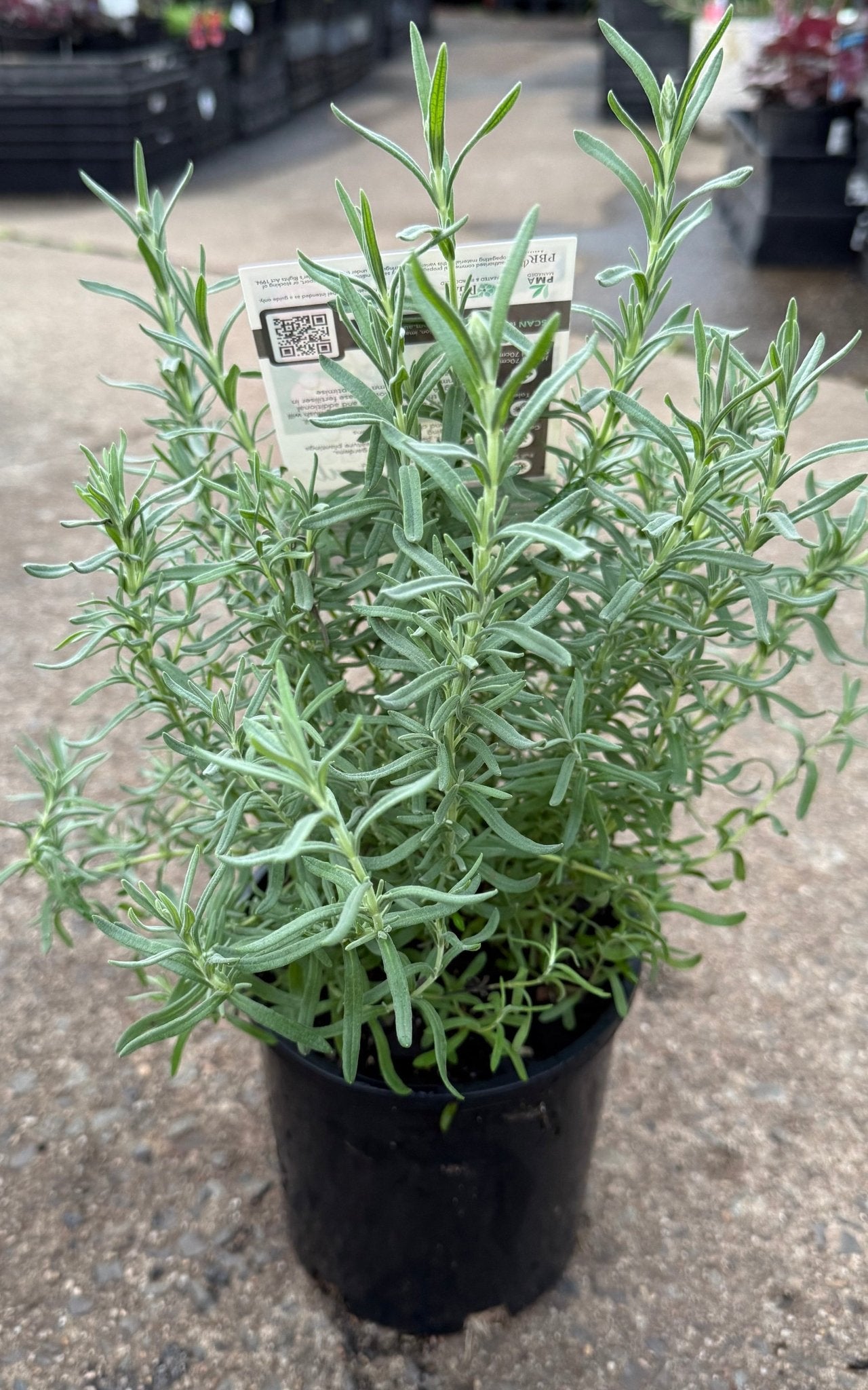 Lavender - Fairy Wings Whimsical (Lavandula pedunculata) - Ladybird Nursery