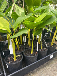 Calathea Lutea (Cuban Cigar) - Ladybird Nursery