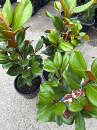 Magnolia Teddy Bear 250mm (PICKUP ONLY) - Ladybird Nursery