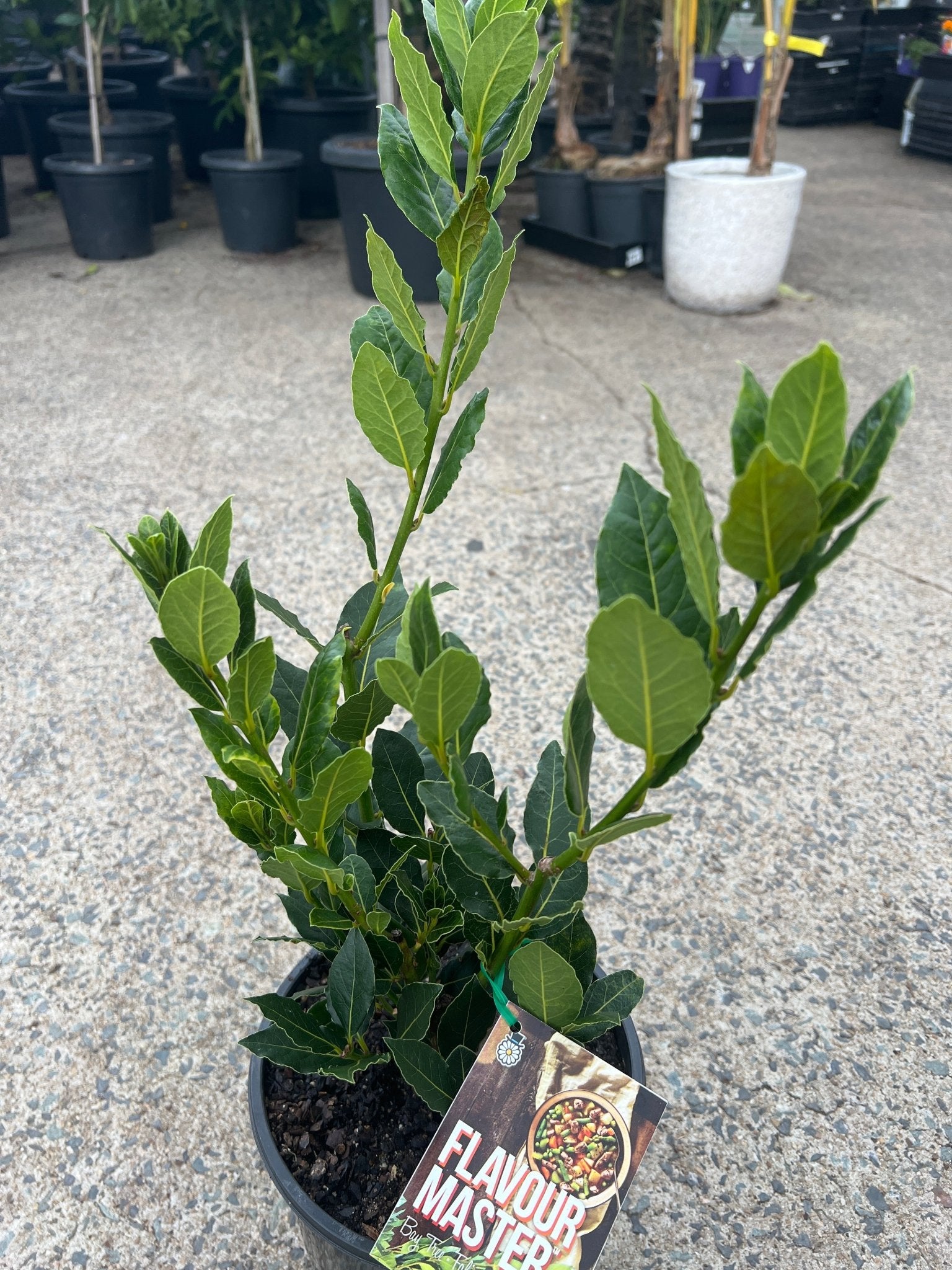 Bay Tree 'Flavour Master' (Laurus nobilis) Large - Ladybird Nursery