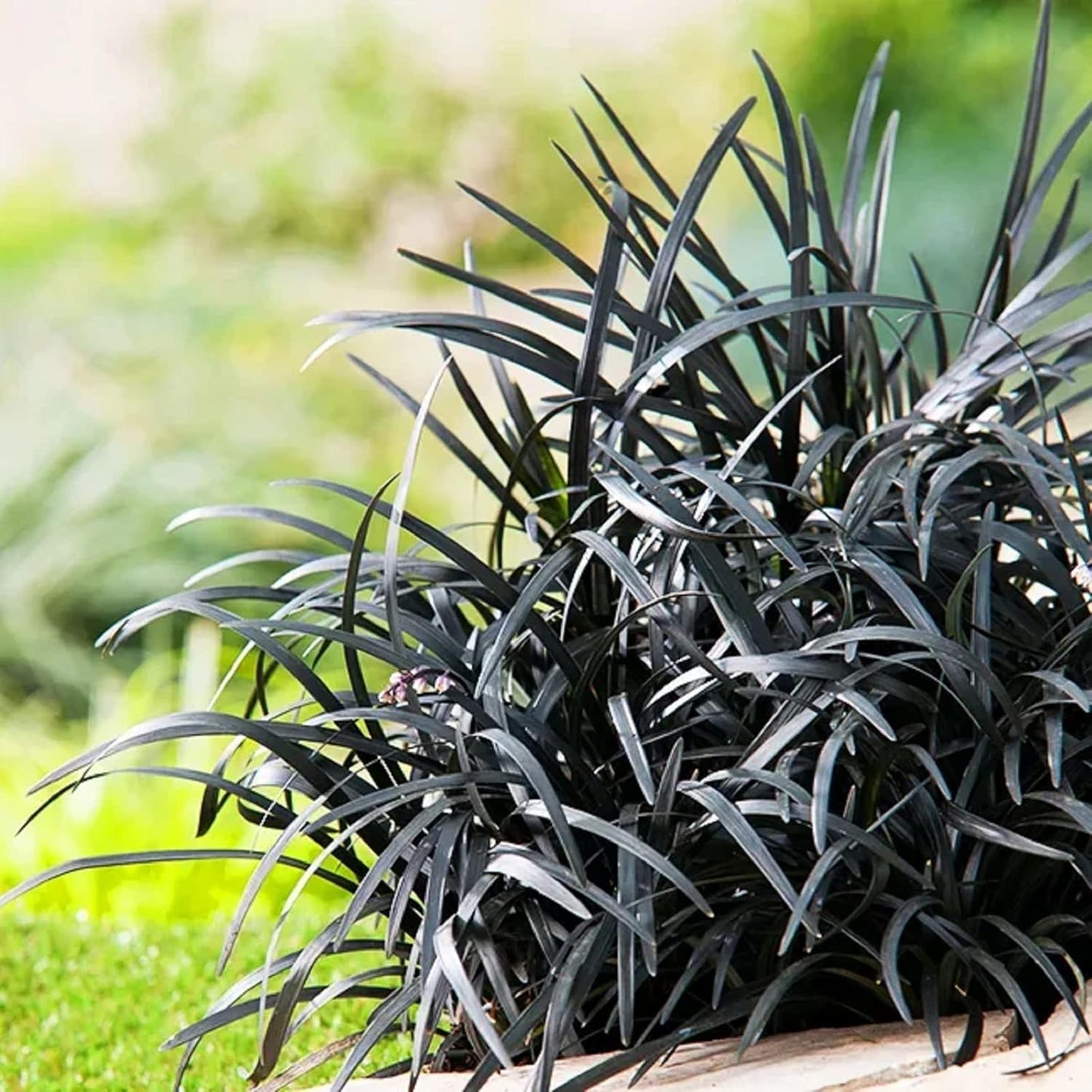 Black Mondo Grass Nigrescens (Ophiopogon planiscapus)