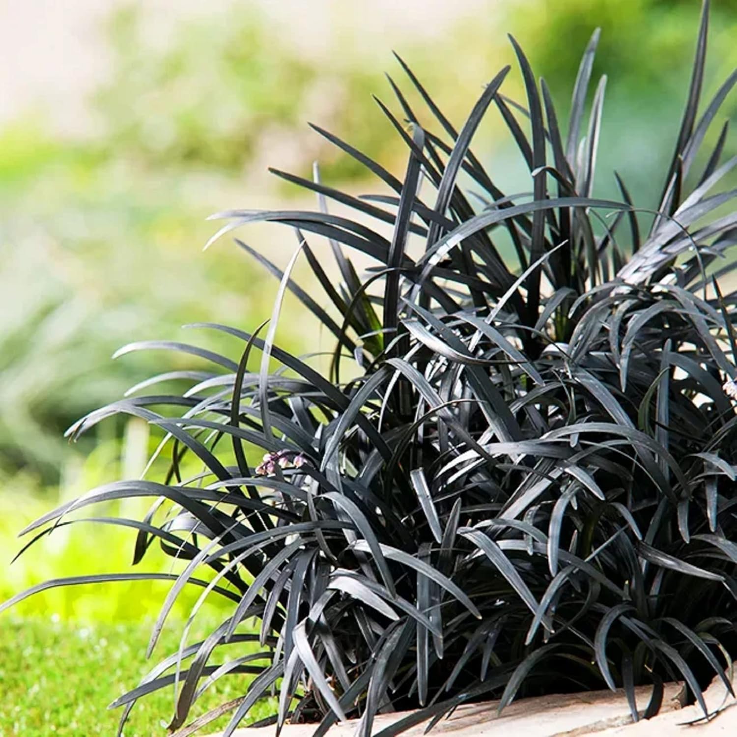 Black Mondo Grass Nigrescens (Ophiopogon planiscapus)