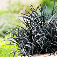 Black Mondo Grass Nigrescens (Ophiopogon planiscapus)