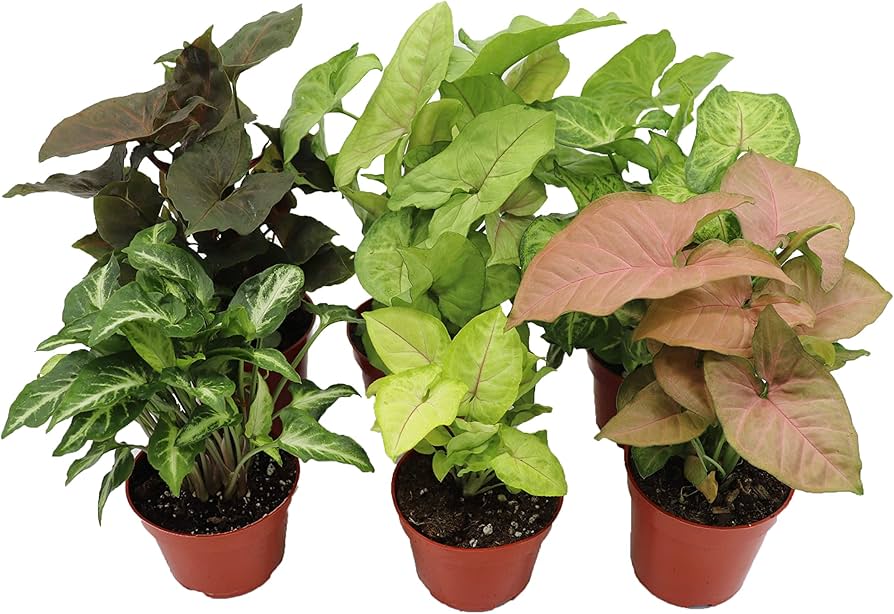 Syngonium Assorted spp.