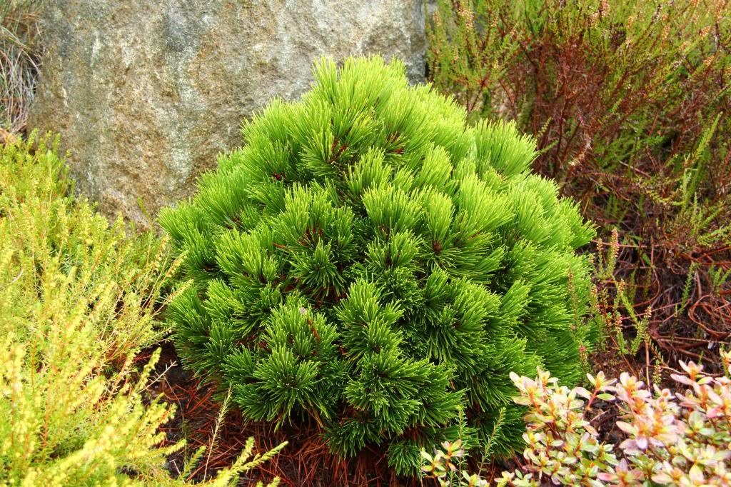 Bosnian Pine Smidtii (Pinus leucodermis)