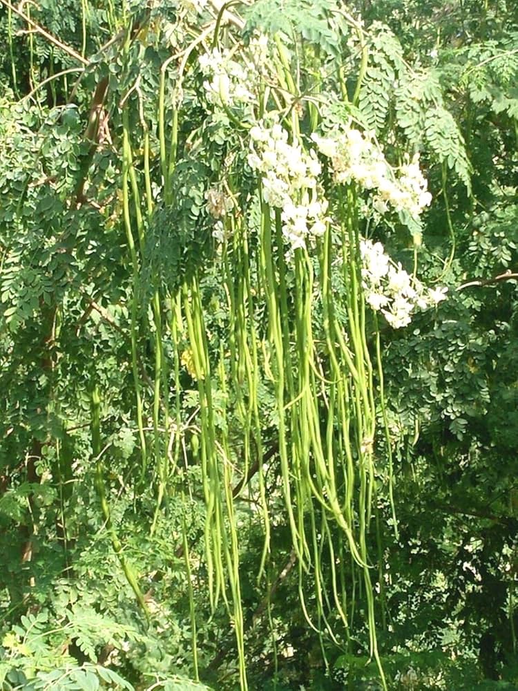 Drumstick Tree (Moringa oleifera) 200mm pot