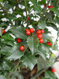 Blue Prince Holly (Ilex meserveae)