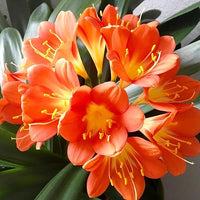 Bush Lily Multi-petal (Clivia miniata)
