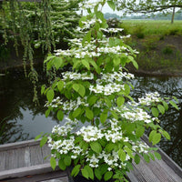 Japanese Snowball tomentosum (Viburnum plicatum)
