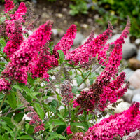 Butterfly Bush Pink (Buddleja spp.) - Ladybird Nursery