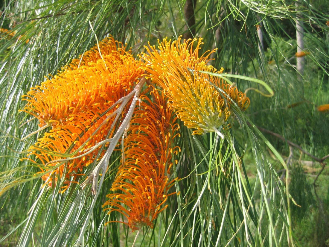 Grevillea Kimberley Moon - Ladybird Nursery
