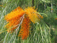 Grevillea Kimberley Moon