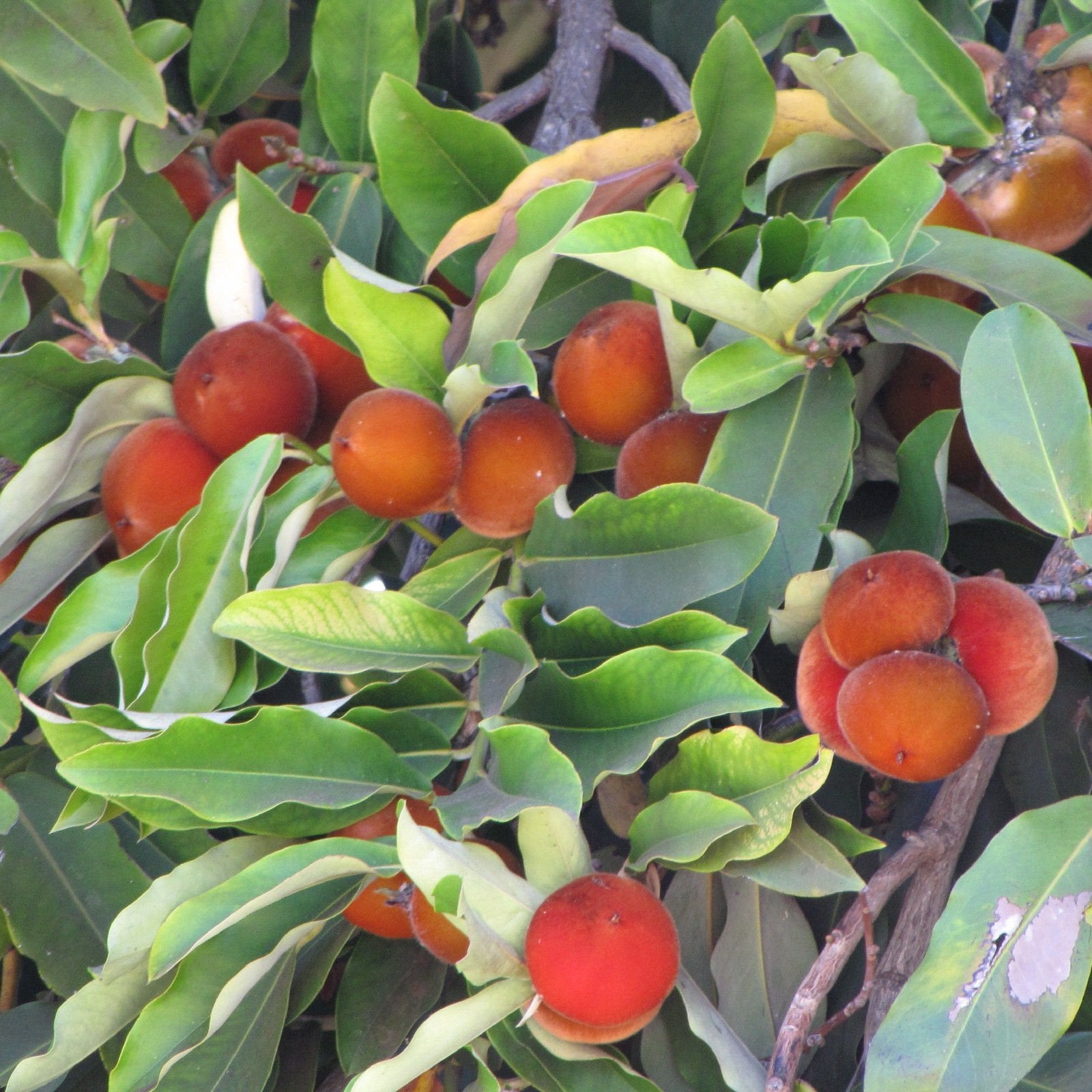 Velvet Apple - Ladybird Nursery