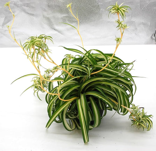 Spider Plant Bonnie (Chlorophytum comosum) - Ladybird Nursery