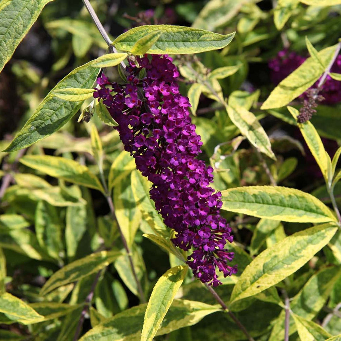Butterfly Bush Santana (Buddleja davidii) - Ladybird Nursery
