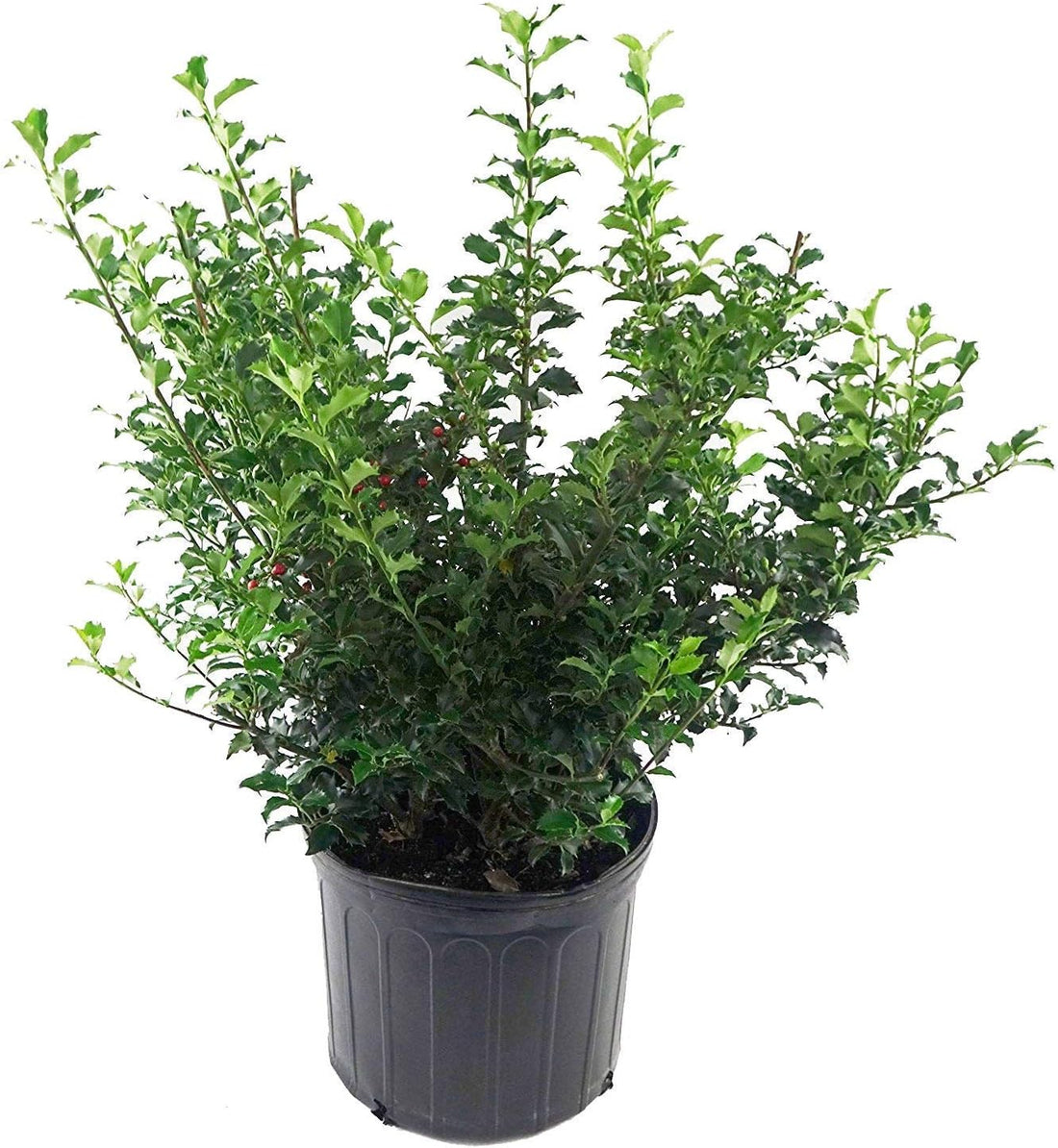 Blue Prince Holly (Ilex meserveae) - Ladybird Nursery