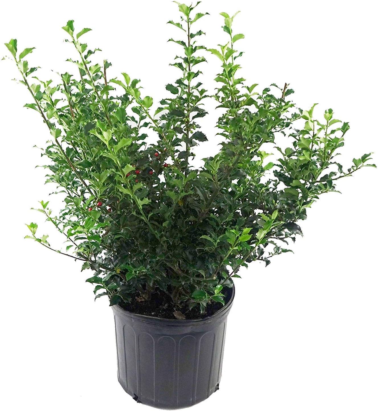 Blue Prince Holly (Ilex meserveae) - Ladybird Nursery