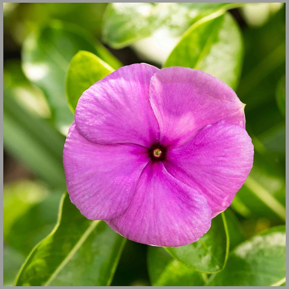 Periwinkle Pink (Vinca spp.) - Ladybird Nursery