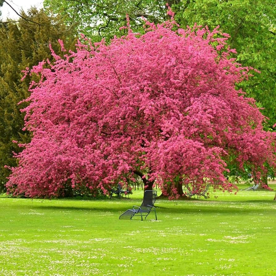 Pink Flowering Dogwood var. rubra Seedling (Cornus florida) - Ladybird Nursery