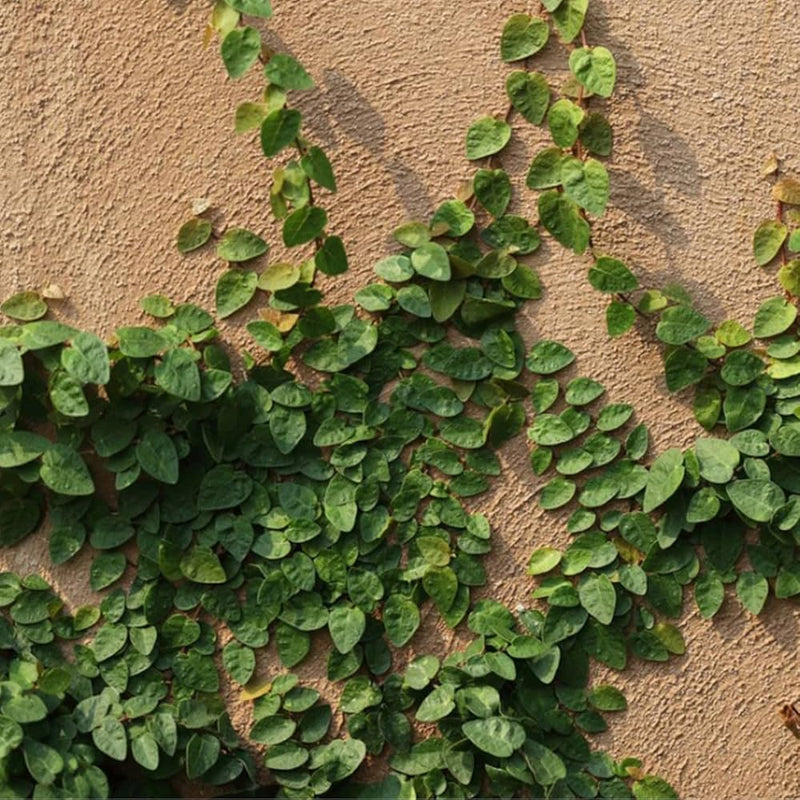 Creeping Fig (Ficus pumila)
