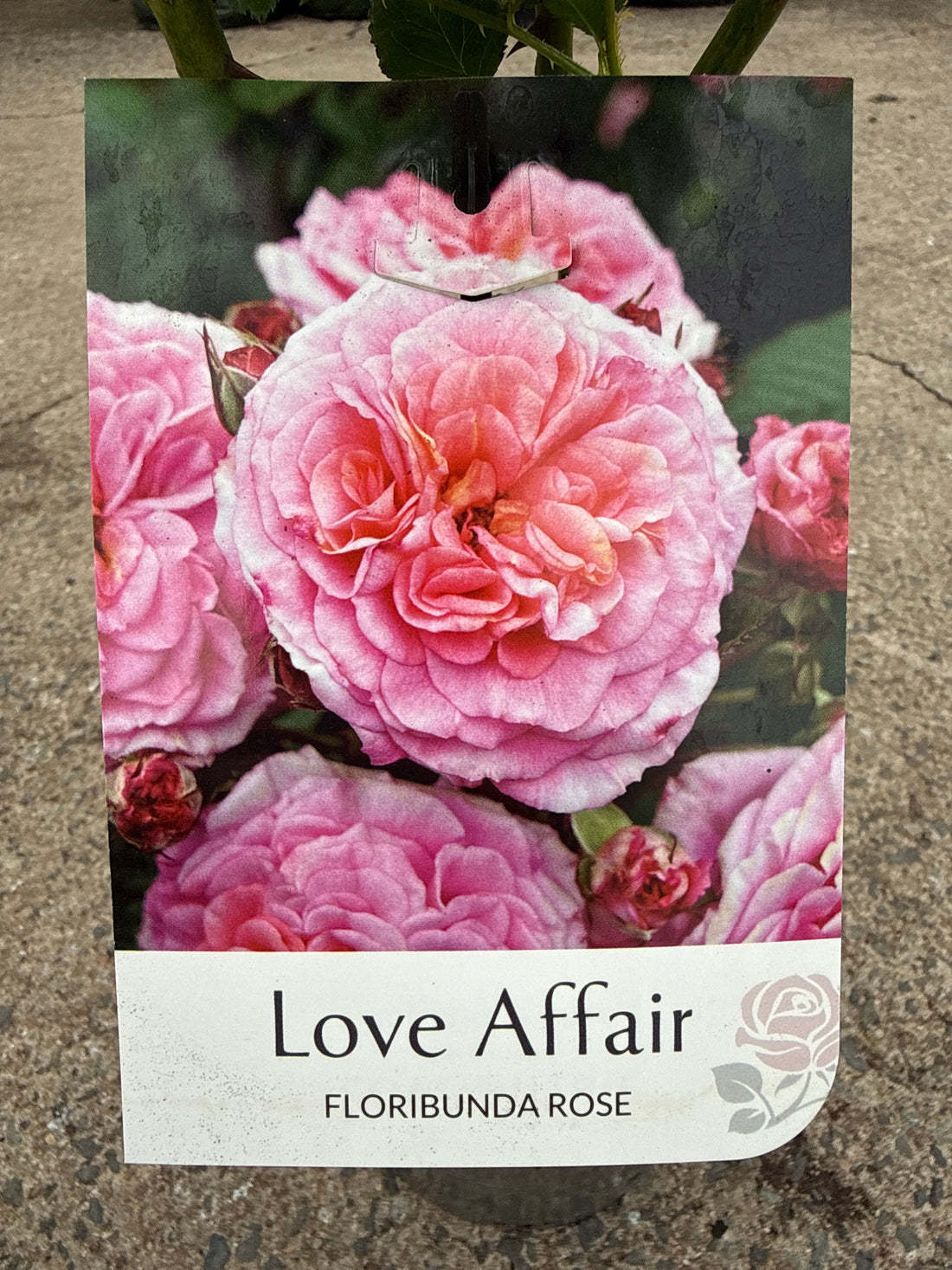 Rose 'Love Affair'
