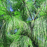 Cluster Pine (Pinus pinaster) - Ladybird Nursery