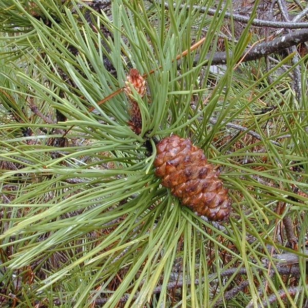 Cluster Pine (Pinus pinaster) - Ladybird Nursery