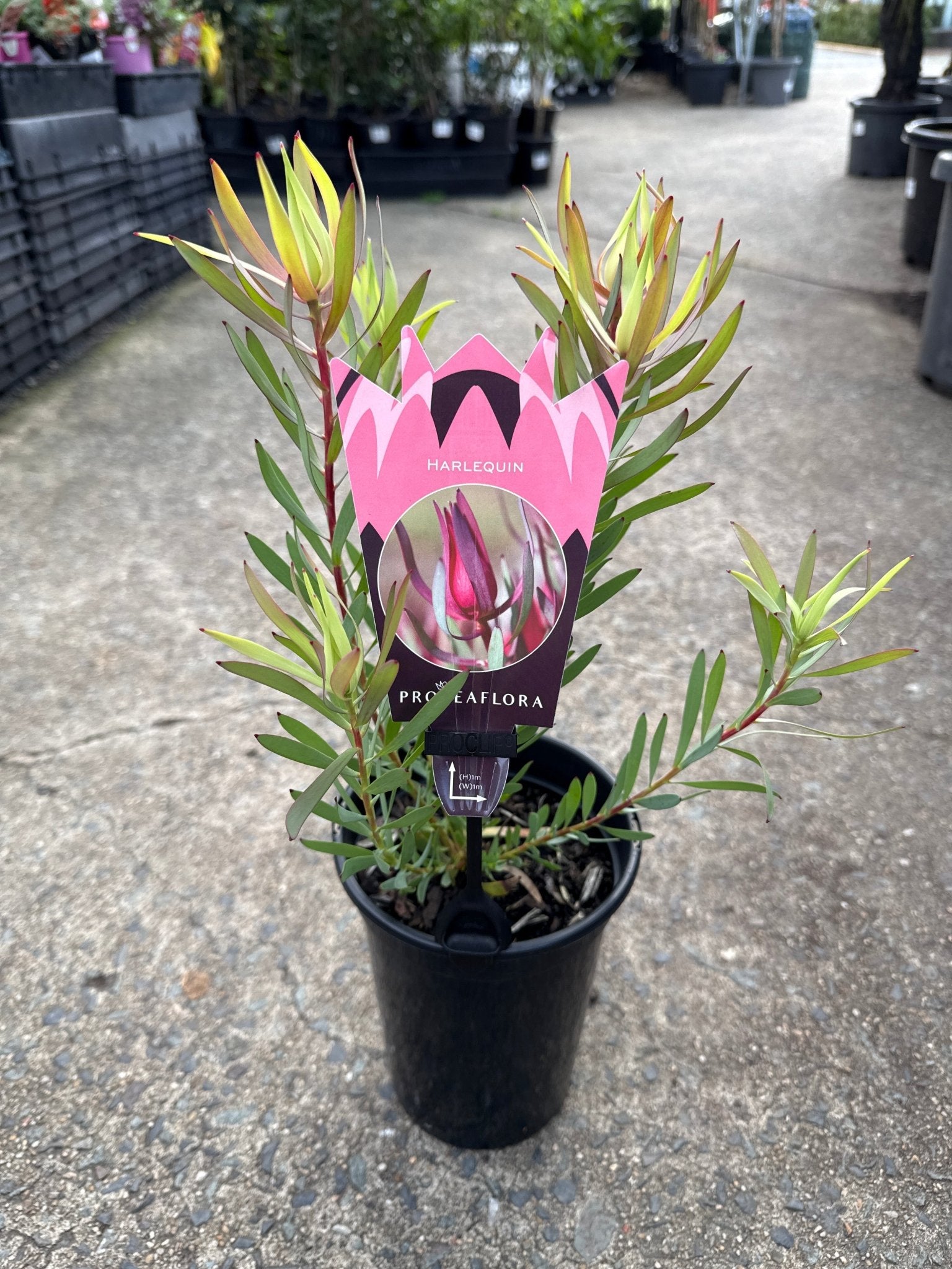 Leucadendron 'Harlequin' - Ladybird Nursery