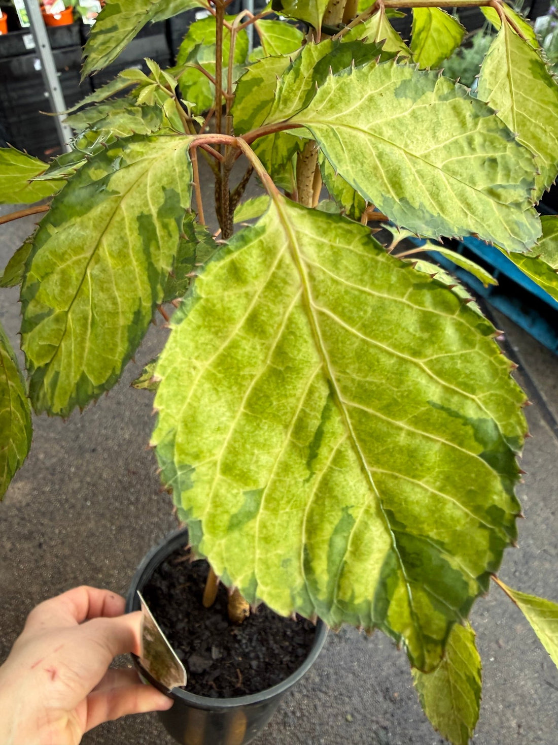 Polyscias 'Chartresue' - Ladybird Nursery