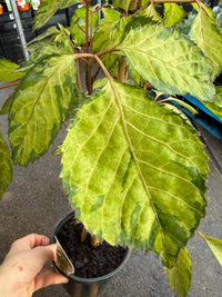 Polyscias 'Chartresue' - Ladybird Nursery