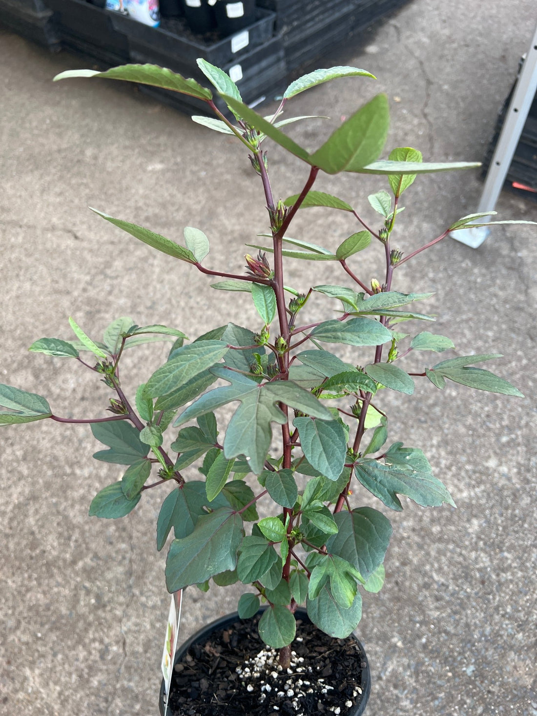 Rosella Plant (Hibiscus sabdariffa) - Ladybird Nursery