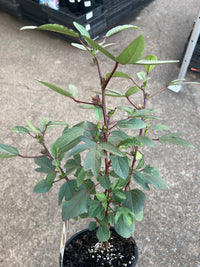 Rosella Plant (Hibiscus sabdariffa) - Ladybird Nursery