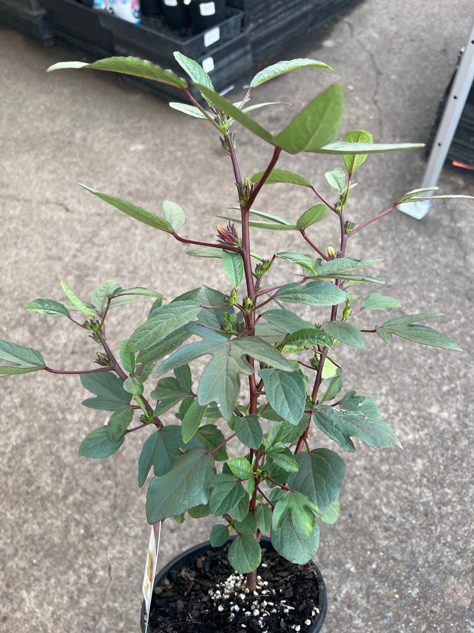 Rosella Plant (Hibiscus sabdariffa) - Ladybird Nursery