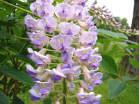 Kentucky Wisteria Bayou 2 Oclock (Wisteria macrostachya) - Ladybird Nursery