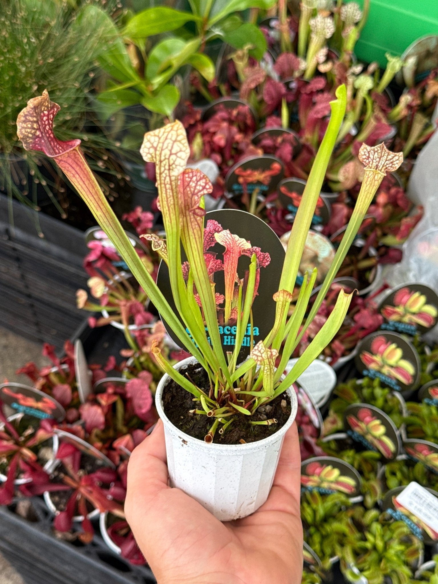 Pitcher Plant 'Judith Hindle' (Sarracenia) - Ladybird Nursery
