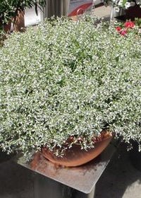 White Sparkles (Euphorbia Stardust) - Ladybird Nursery