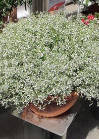 White Sparkles (Euphorbia Stardust)
