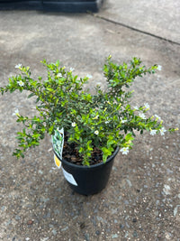 False Heather 'White' (Cuphea hyssopifolia) - Ladybird Nursery