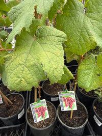 Grape 'Crimson Seedless' - Large (QLD ONLY) - Ladybird Nursery