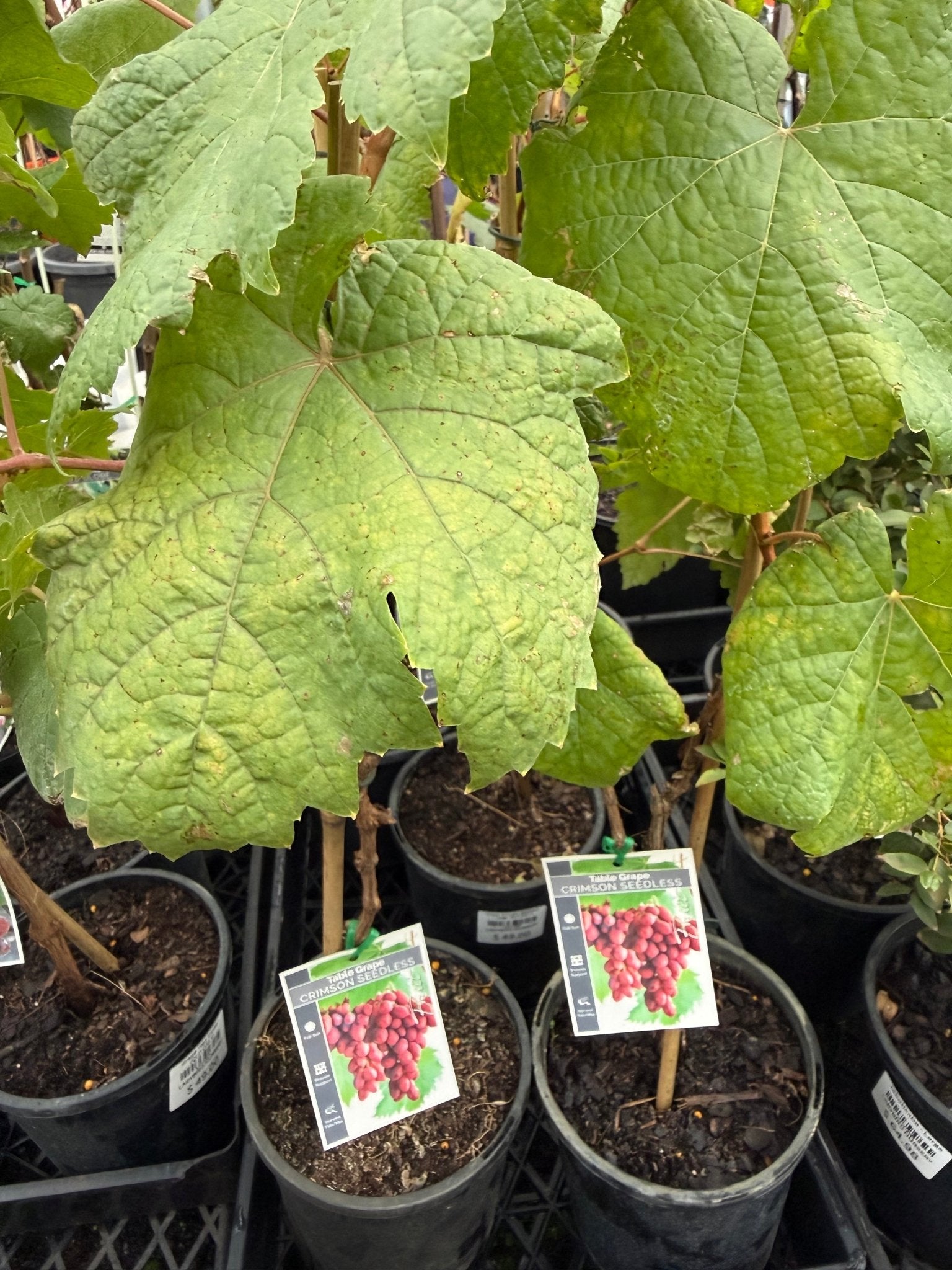 Grape 'Crimson Seedless' - Large (QLD ONLY) - Ladybird Nursery