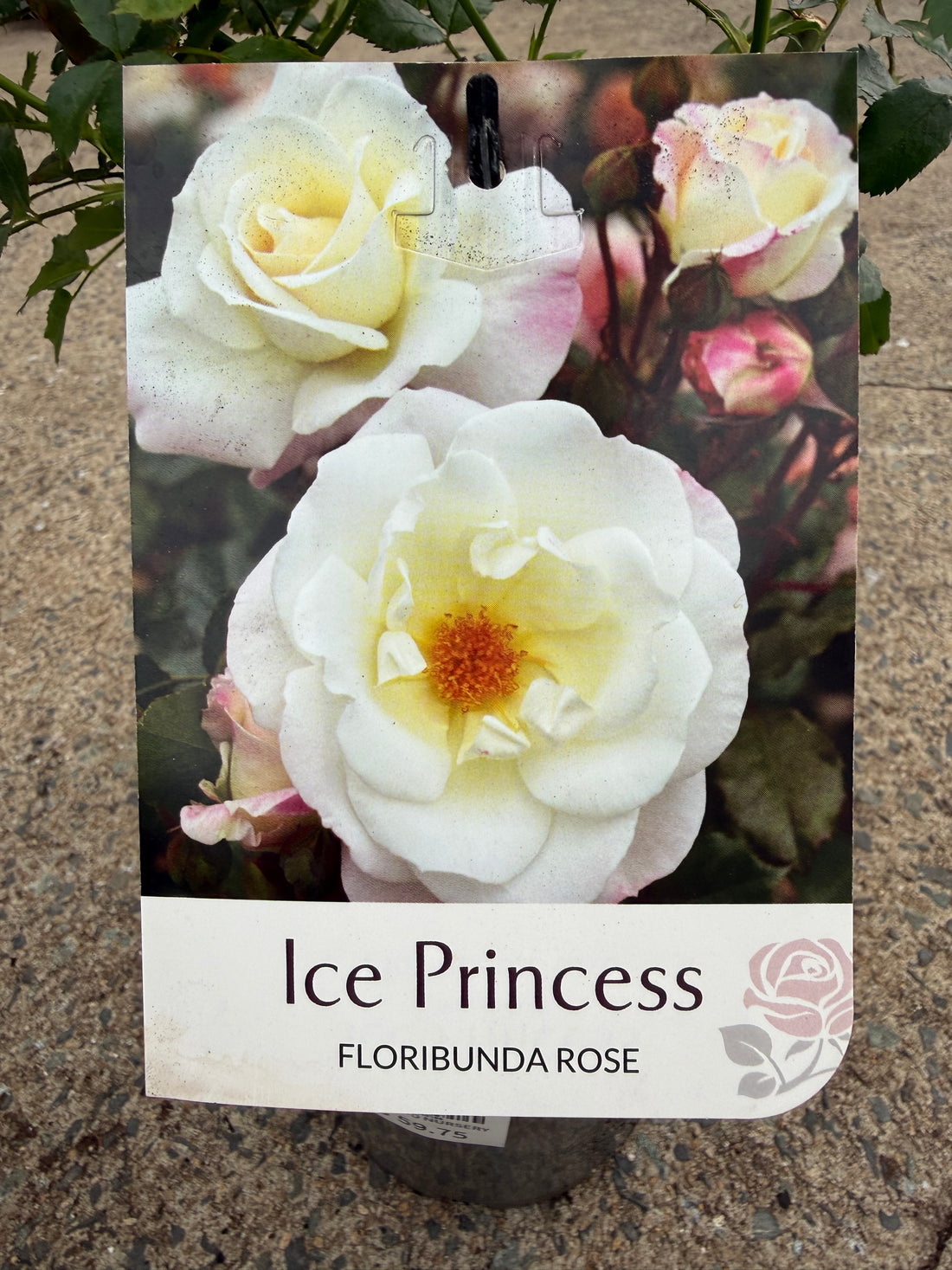 Rose 'Ice Princess'