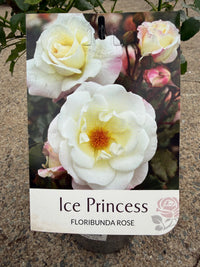 Rose 'Ice Princess'