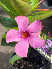 Mandevilla ‘Sun Parasol Blue' - Ladybird Nursery