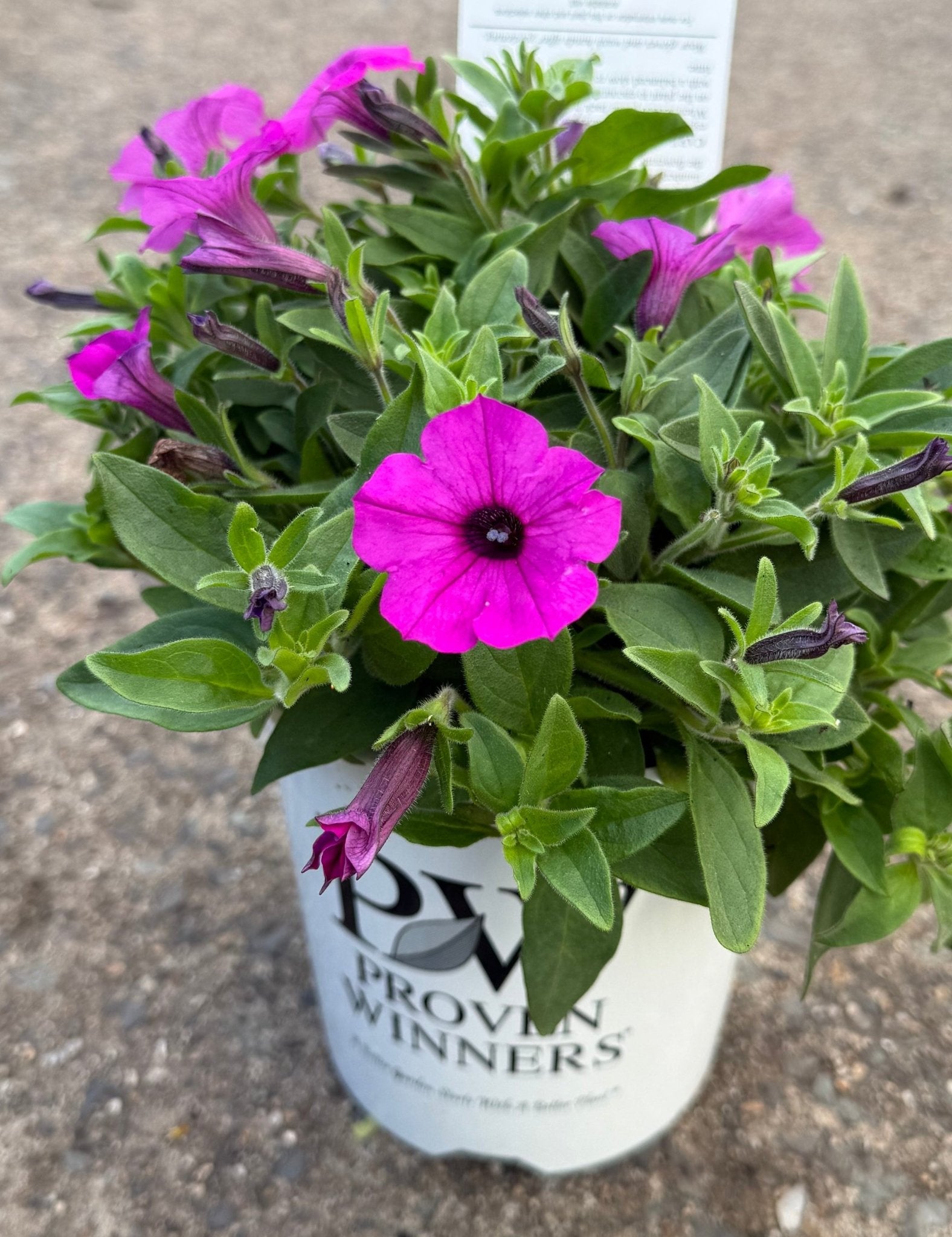 Petunia Supertunia® Vista 'Jazzberry' - Ladybird Nursery